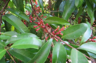 Cây Trâm trắng - Syzygium wightianum Wight et Arn