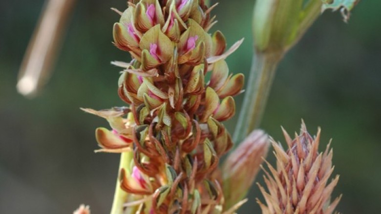 Cây Tóp mỡ thẳng, Chui ta - Flemingia stricta Roxb., ex Ait. f