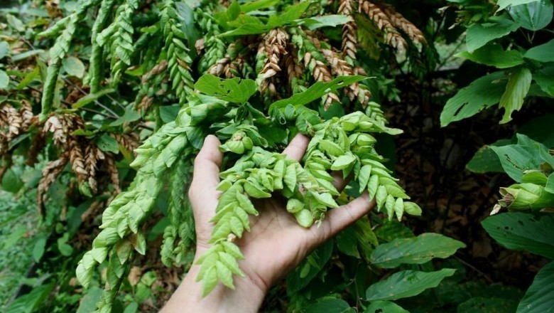Cây Tóp mỡ có chồi, Ðậu ma hoa nón, Ðuôi chồn - Flemingia strobilifera (L. ) Ait., f. var. strobilifera
