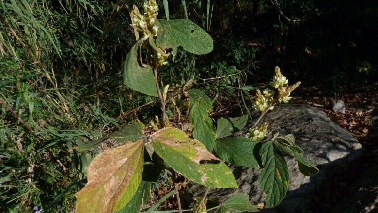 Cây Tóp mỡ Graham - Flemingia grahamiana Wight et Arn