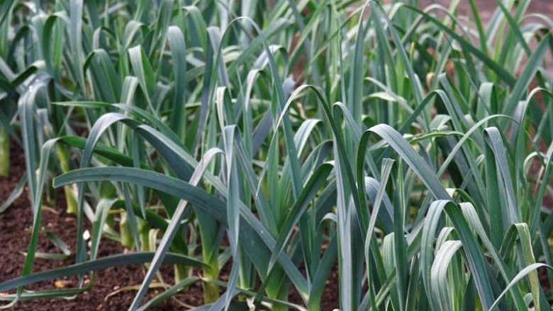Cây Tỏi tây - Allium porrum L