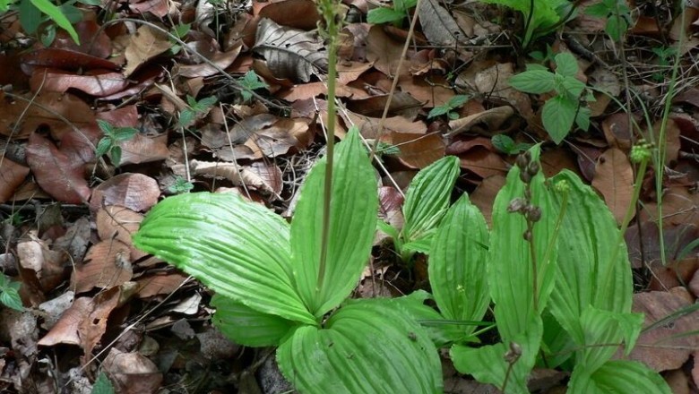 Cây Tỏi tai dê lá gân, Nhẵn diệp gân, Lan tai dê gân - Liparis nervosa (Thunb.) Lindl. (L. olorata (Willd.) Lindl.)