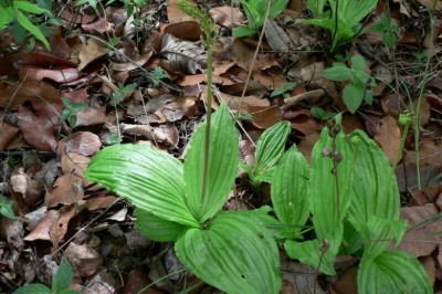 Cây Tỏi tai dê lá gân, Nhẵn diệp gân, Lan tai dê gân - Liparis nervosa (Thunb.) Lindl. (L. olorata (Willd.) Lindl.)