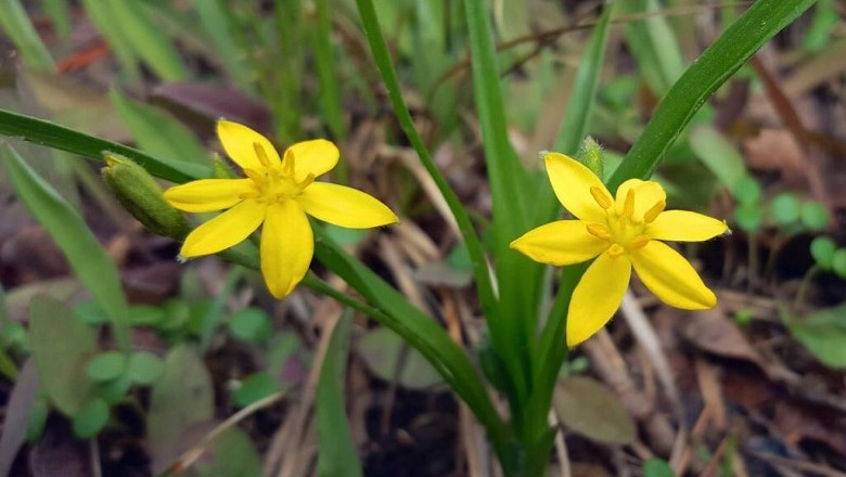 Cây Tỏi voi lùn, Hạ trâm - Hypoxis aurea Lour