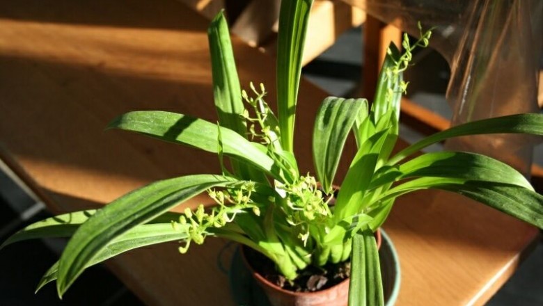 Cây Tỏi tai dê hoa vàng lục, Lan tai dê xanh - Liparis chloroxantha Hance