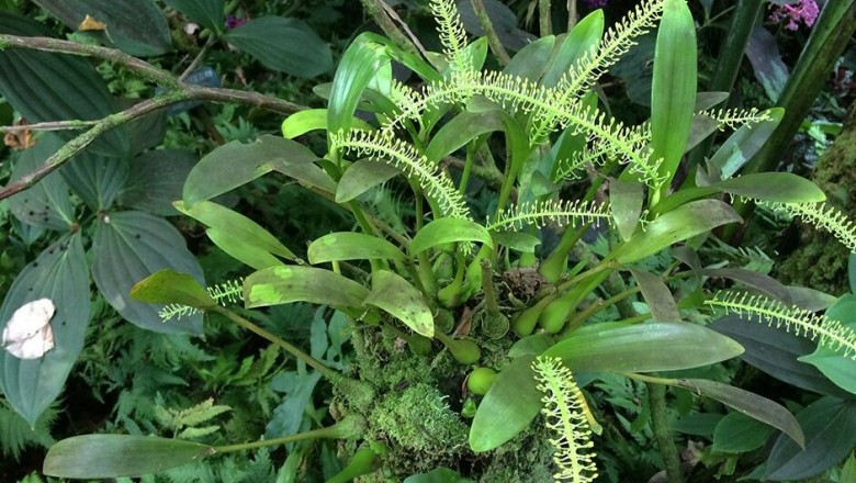 Cây Tỏi tai dê hoa xanh, Nhẵn diệp hoa xanh, Lan tai dê nến - Liparis viridiflora Blume (L. longipes Lindl.)