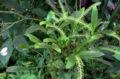 Cây Tỏi tai dê hoa xanh, Nhẵn diệp hoa xanh, Lan tai dê nến - Liparis viridiflora Blume (L. longipes Lindl.)