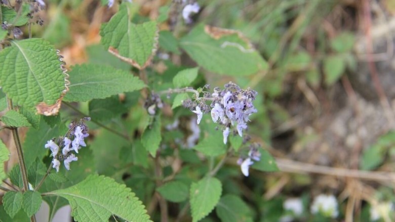 Cây Tô ma dại, Ðằng nha côtxa, Vi chuỳ hương trà thái - lsodon coetsa (Buch. - Ham. ex D. Don) Kudo (Plectranthus coelsa Buch.