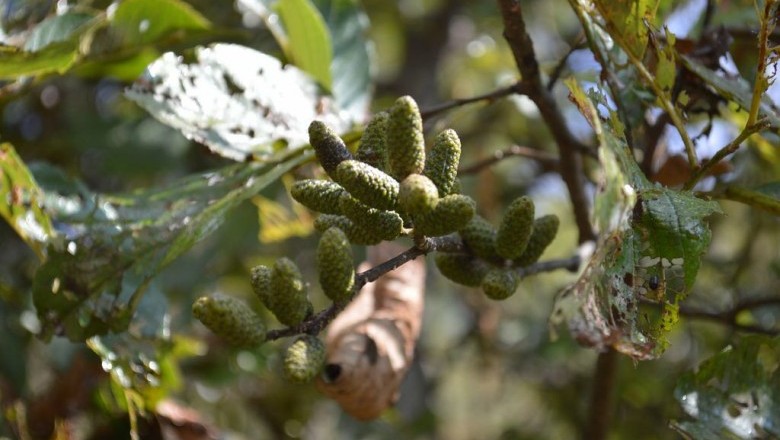 Cây Tống quán sủi - Alnus nepalensis D. Don