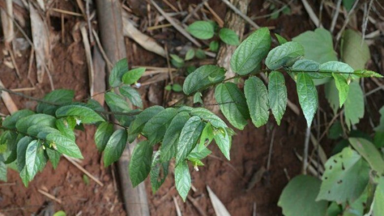 Cây Tổ kén không lông - Helicteres glabriuscula Wall