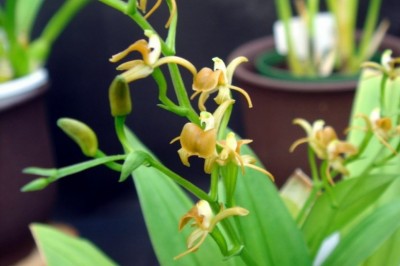 Cây Tỏi tai dê cánh liềm, Nhẵn diệp Bootan, Lan tai dê giáo - Liparis bootanensis Griff