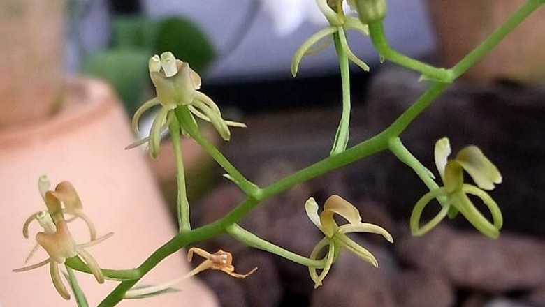 Cây Tỏi tai dê lá có cuống, Nhẵn diệp cuống - Liparis petiolata (D. Don) Hunt et Summerh