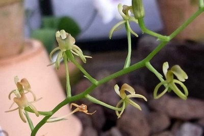 Cây Tỏi tai dê lá có cuống, Nhẵn diệp cuống - Liparis petiolata (D. Don) Hunt et Summerh