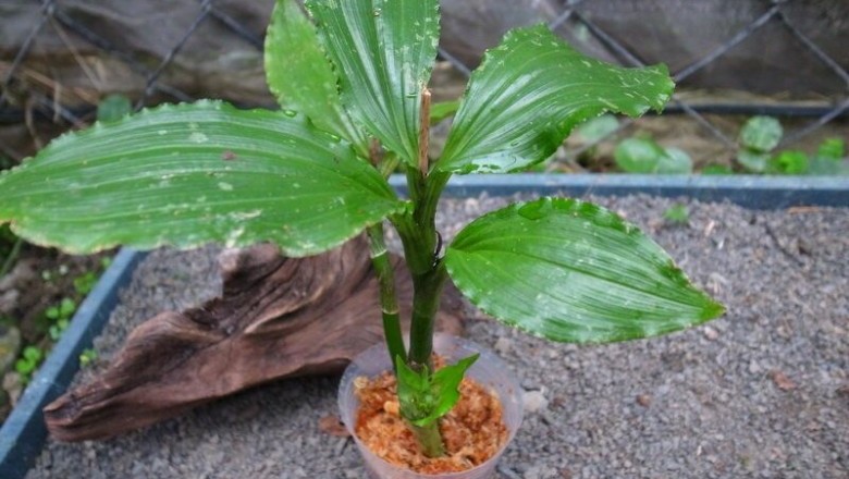 Cây Tỏi tai dê hoa tím, Nhẵn diệp đen - Liparis nigra Seidenf