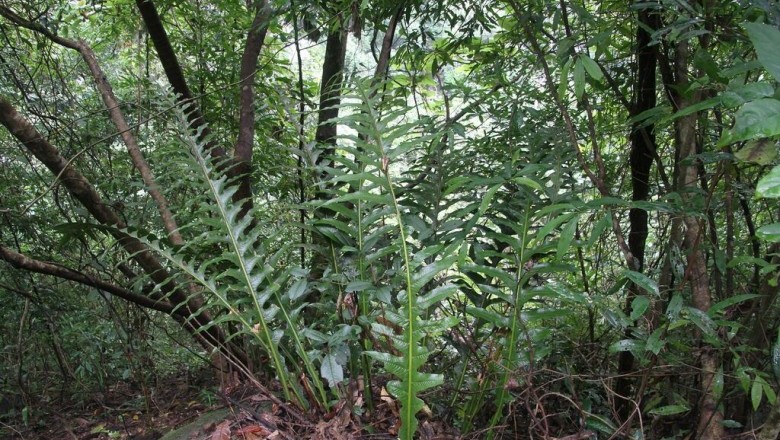 Cây Tổ phượng - Aglaomorpha coronans (Mett.) Cop. (Polypodium coronans Wall ex. Mett.)