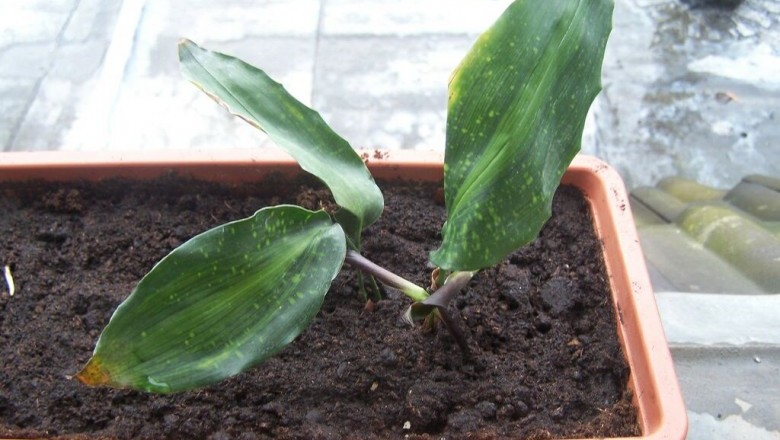 Cây Tỏi rừng, Tỏi đá - Aspidistra typica Baill