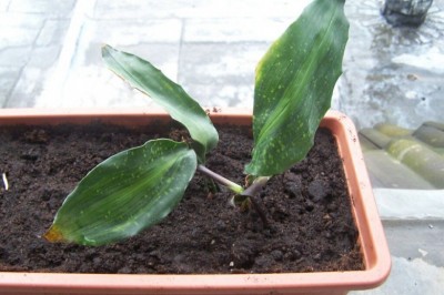 Cây Tỏi rừng, Tỏi đá - Aspidistra typica Baill