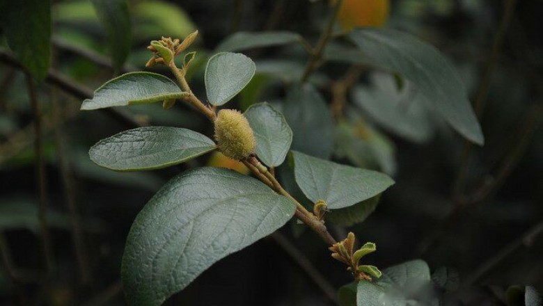 Cây Tổ kén lá mác, Dó thon - Helicteres lanceolata DC