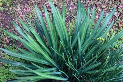 Cây Tỏi trời hoa vàng, Thoát bào lan - Lycoris aurea (L'Hér.) Herb