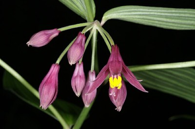 Cây Tóc tiên rừng, Trúc Diệp sâm, Vạn thọ trúc - Disporum cantoniense (Lour.) Merr