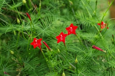 Cây Tóc tiên dây, Dương leo - Quamoclit pennata (Lam.) Bojer (Ipoimoea quamoclit L.,)