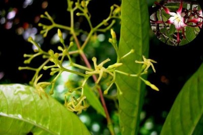 Cây Tốc thằng cáng - Anodendron manubrium Merr. (A. paniculatum A. DC.)