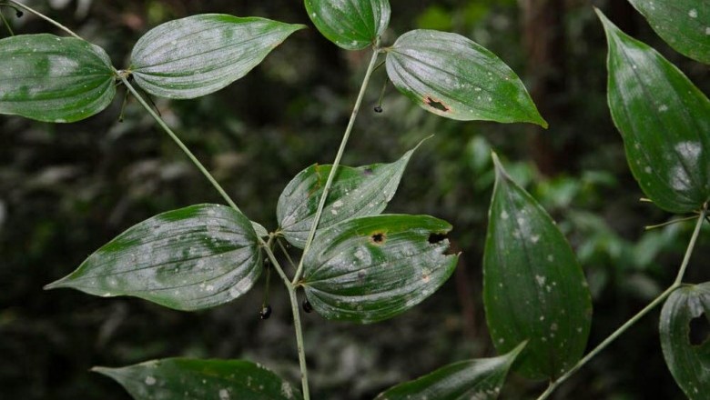 Cây Tóc tiên rừng hoa cựa - Disporum calcuratum D. Don