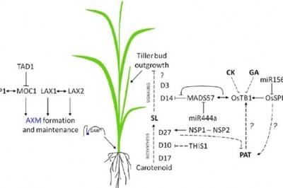Thêm giống lúa mới năng suất cao, kháng bệnh