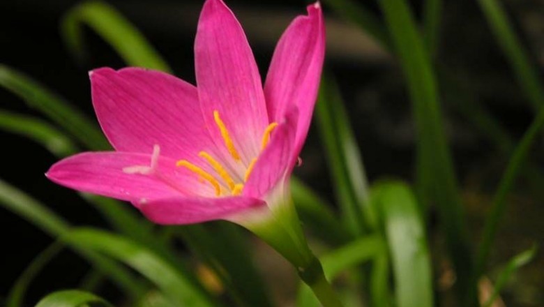 Cây Tóc tiên hoa đỏ, Lan báo vũ, Phong huệ - Zephyranthes rosea (Spreng) Lindl