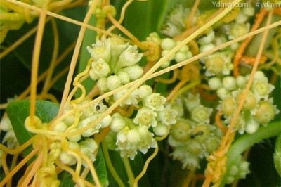 Cây Tơ hồng, Tơ hồng Trung Quốc - Cuscuta chinenesis Lam