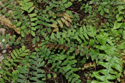 Cây Tóc thần đuôi, Cây đuôi chồn - Adiantum caudatum L