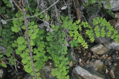Cây Tóc thần, Ráng trắc - Adiantum capillus - veneris L