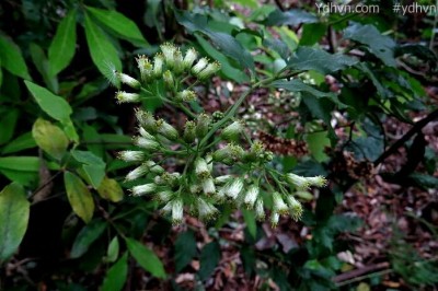 Cây Tiểu thiệt, Vi thiệt - Microglossa pyrifolia (Lam.) O. Ktze (Conyza pyrifolia Lam., M. volubilis DC.)
