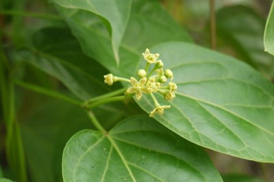 Cây Tinh thư - Cosmostigma racemosa (Roxb.) Wight (Asclepias racemosa Roxb.)