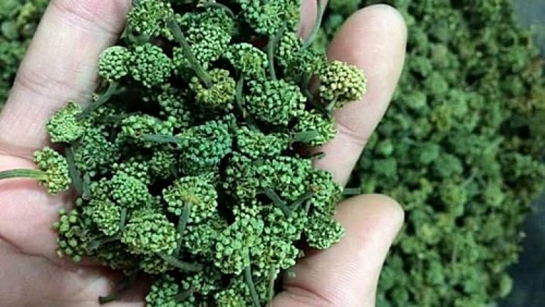 Cả triệu đồng một kg hoa tam thất, nụ hoa tam thất