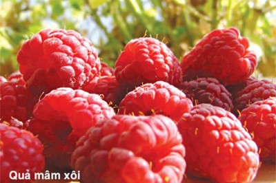 Ăn quả mâm xôi, phúc bồ tử có tác dụng gì