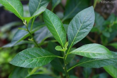 Cây mật gấu: Thành phần hóa học, Công dụng và cách sử dụng chữa bệnh