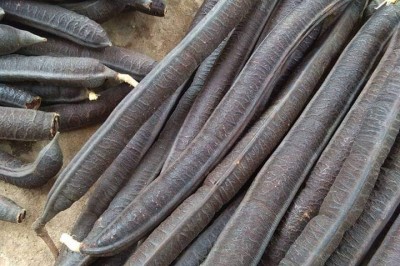 Cây ô môi hay quả ô môi và tác dụng chữa bệnh