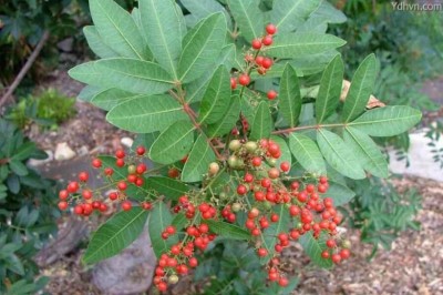 Cây Tiêu giả, Tiêu Brazin - Schinus terebinthifolius Raddi