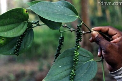 Cây Tiêu lá gai, Trầu lá gai - Piper boehmeriaefolium Wall. ex C.DC. var. tonkinense C.DC
