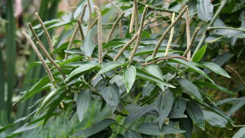 Cây Tiêu thất, Tất trừng gia - Piper cubeba L., f