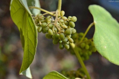 Cây Tiết dê lá dày, Dây châu đảo - Pericampylus glaucus (Lam.) Merr