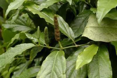 Cây Tiêu dội, Tiêu gập - Piper retrofractum Vahl