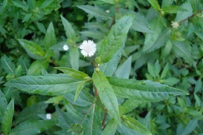 Tác dụng và những bài thuốc nam dùng cây cỏ mực