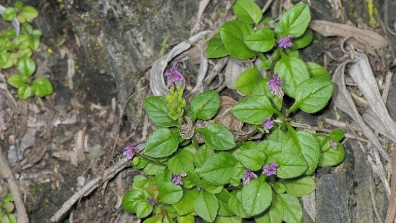 Cây Tiểu biển đậu, Kích nhũ Tatarinow - Polygala tatarinowii Regel