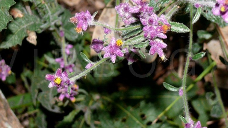 Cây Tiết tiết hồng, Hoàng đầu chụm, Kim đầu bộng - Blumea fistulosa (Roxb.) Kurz