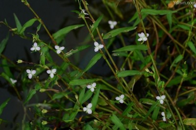 Cây Thủy trúc diệp, Rau rươi quả ba cạnh - Murdannia triquetra (Wall.) Bruchn. (Aneilema triquetra Wall., A. nutans Lévl.)