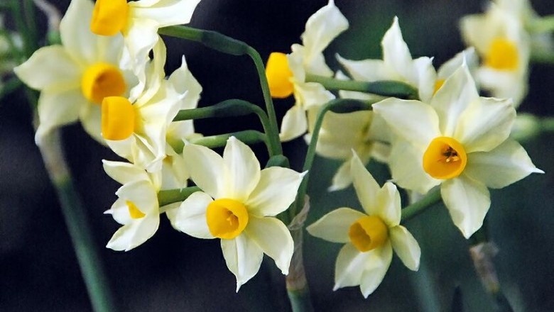 Cây Thủy tiên - Narcissue tazetta L. var. chinensis Roem