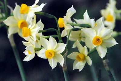 Cây Thủy tiên - Narcissue tazetta L. var. chinensis Roem