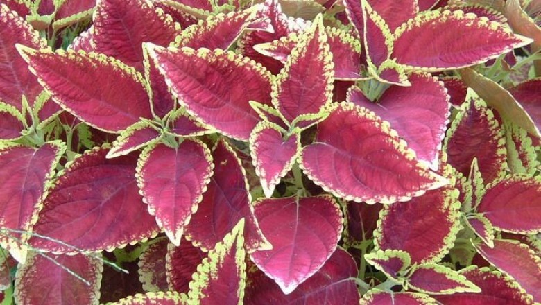 Cây Tía tô tây - Plectranthus scutellarioides (L.) R. Br. (Coleus scutellarioides (L.) Benth.)